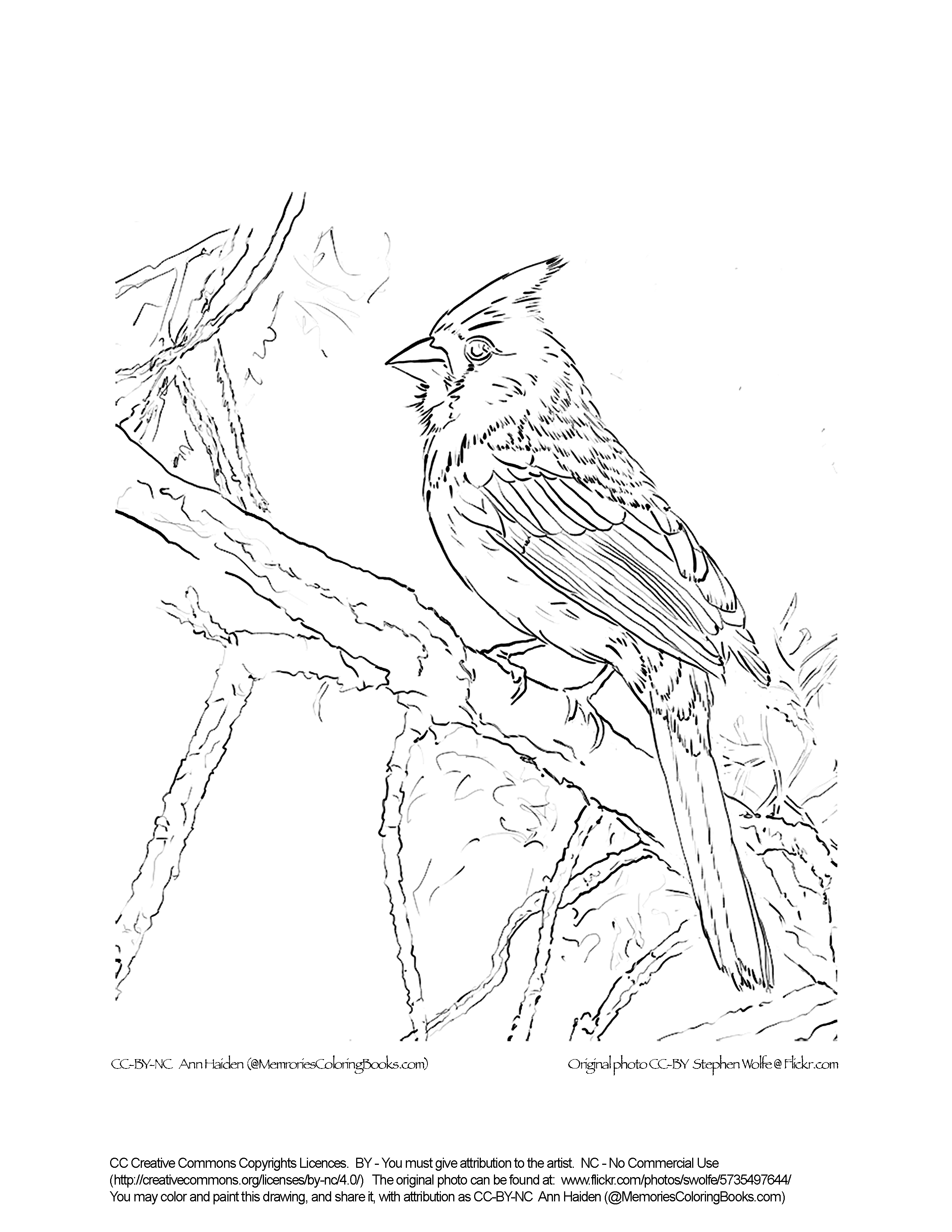 Northern Cardinal coloring #5, Download drawings
