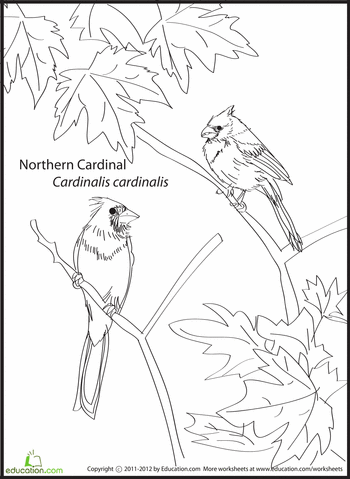 Northern Cardinal coloring #9, Download drawings