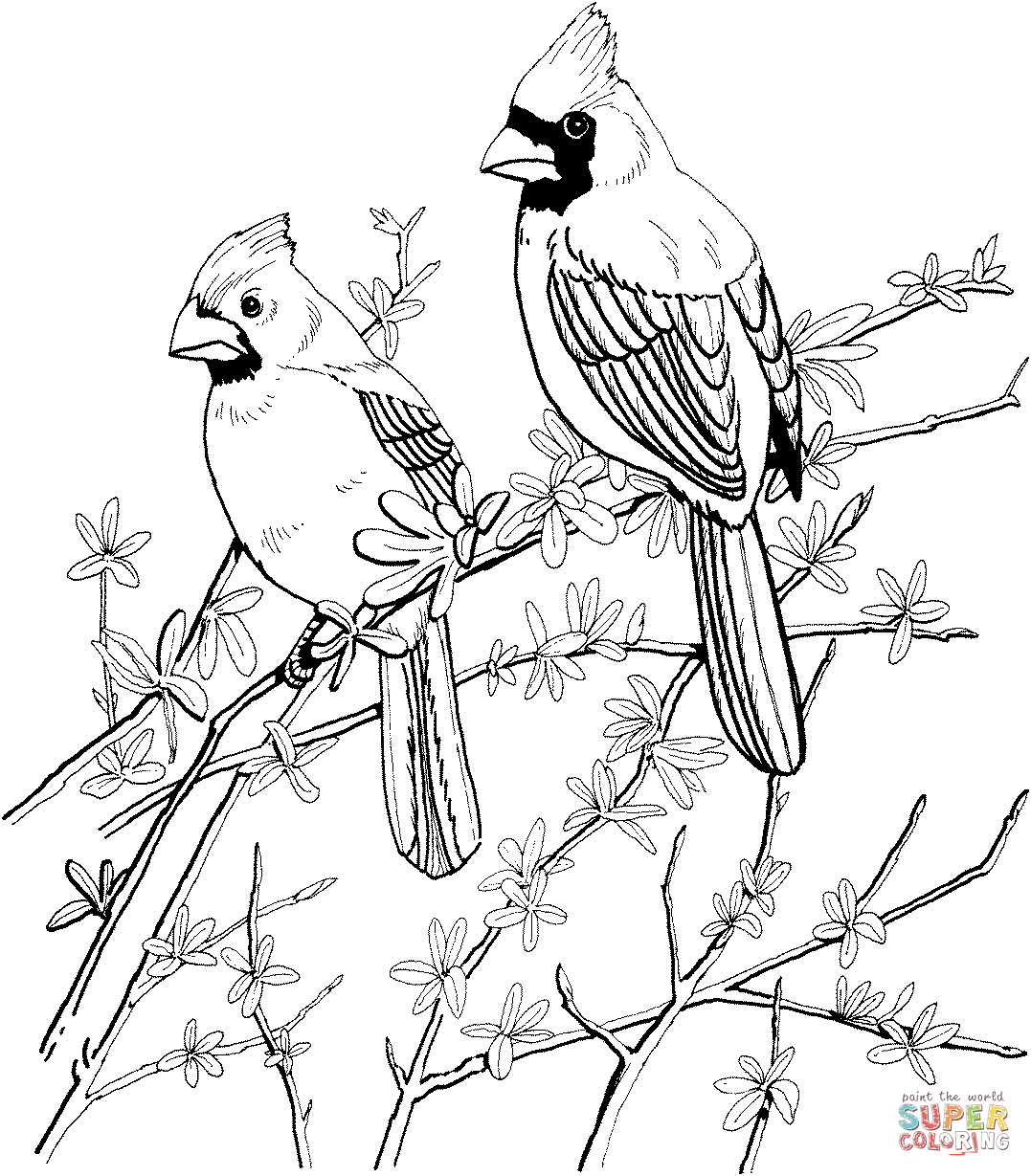 Northern Cardinal coloring #17, Download drawings