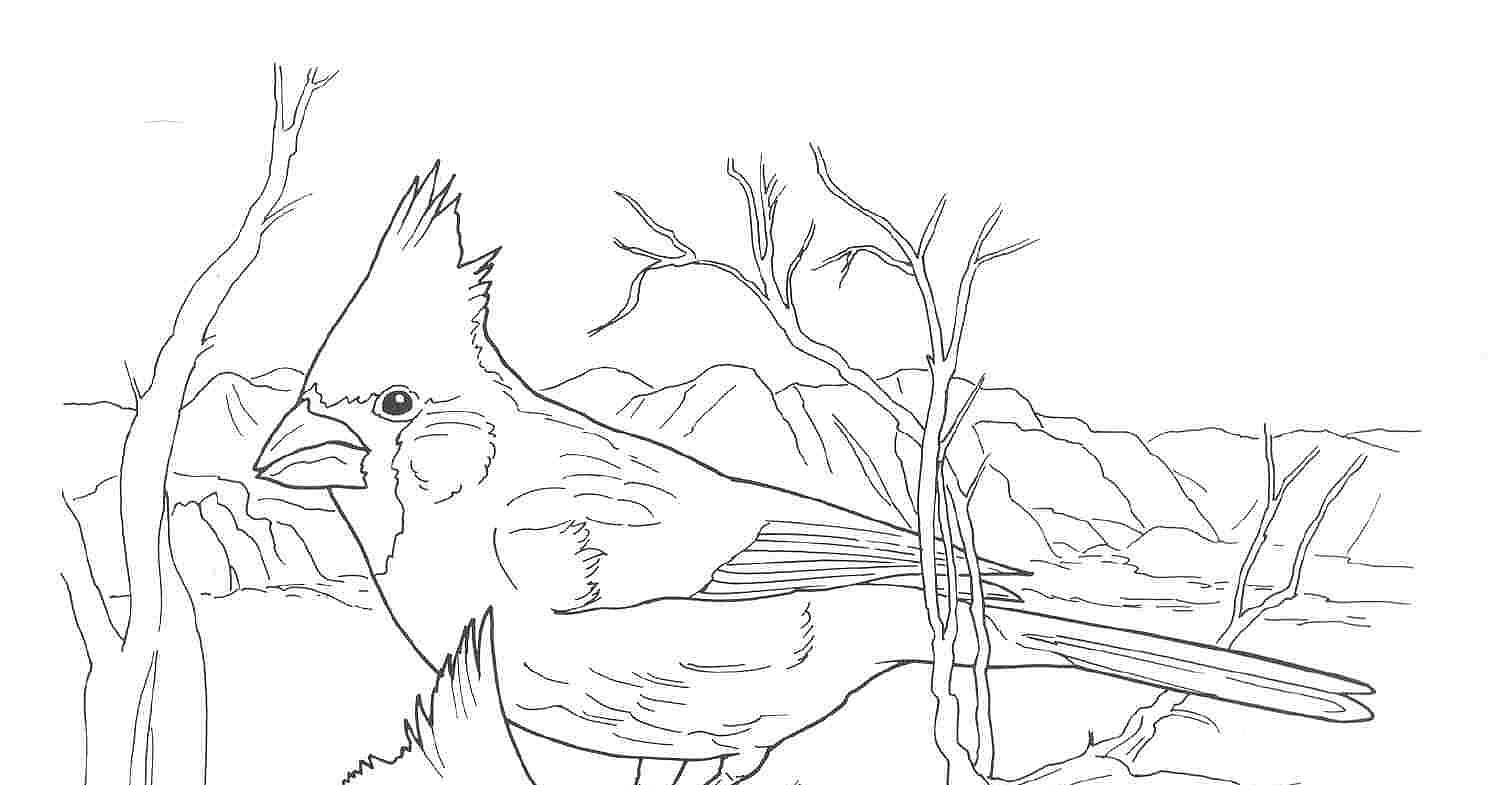 Northern Cardinal coloring #6, Download drawings