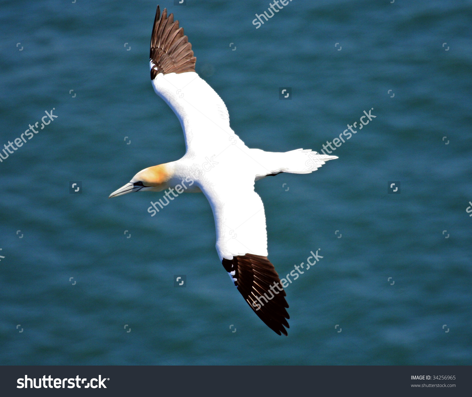 Northern Gannet clipart #9, Download drawings