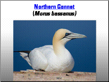 Northern Gannet coloring #10, Download drawings