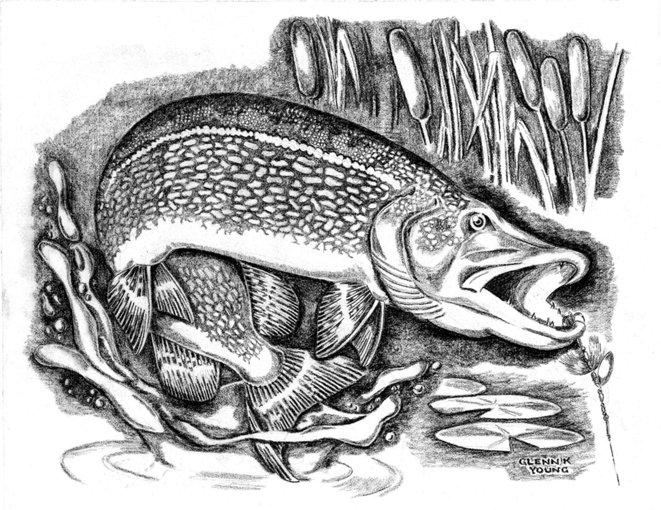 Northern Pike clipart #5, Download drawings