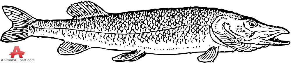 Northern Pike clipart #8, Download drawings