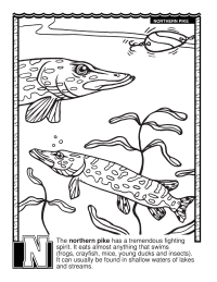 Northern Pike coloring #9, Download drawings