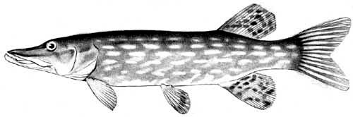 Northern Pike coloring #18, Download drawings