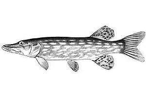 Northern Pike coloring #19, Download drawings