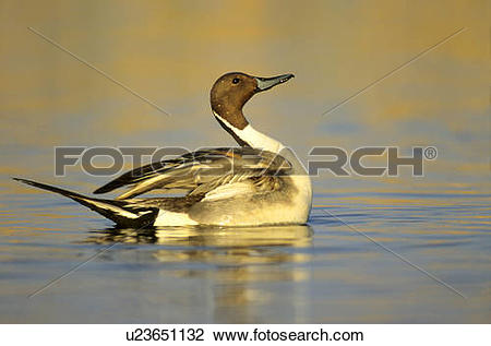 Northern Pintail clipart #19, Download drawings