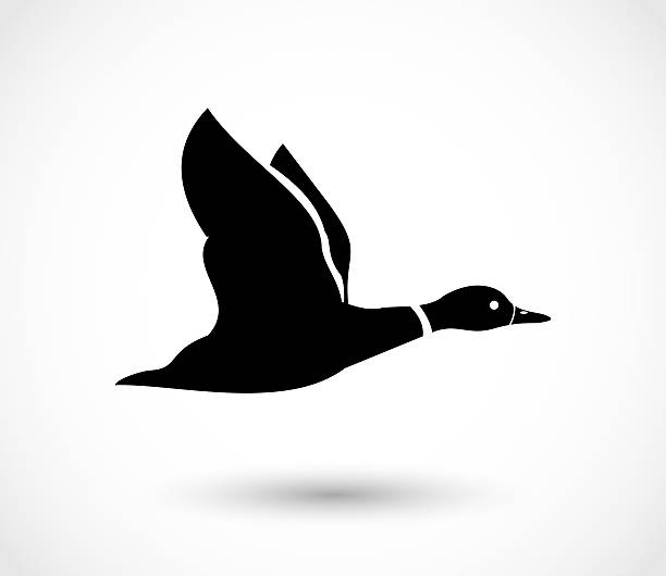 Northern Pintail clipart #15, Download drawings