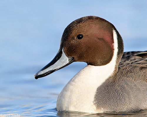 Northern Pintail svg #19, Download drawings