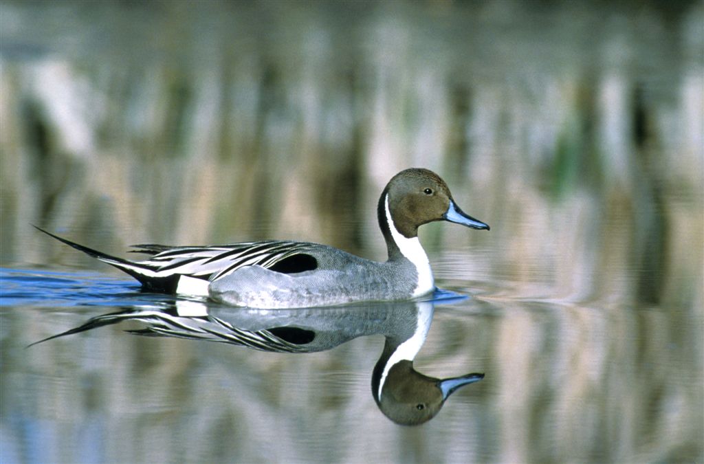 Northern Pintail svg #14, Download drawings