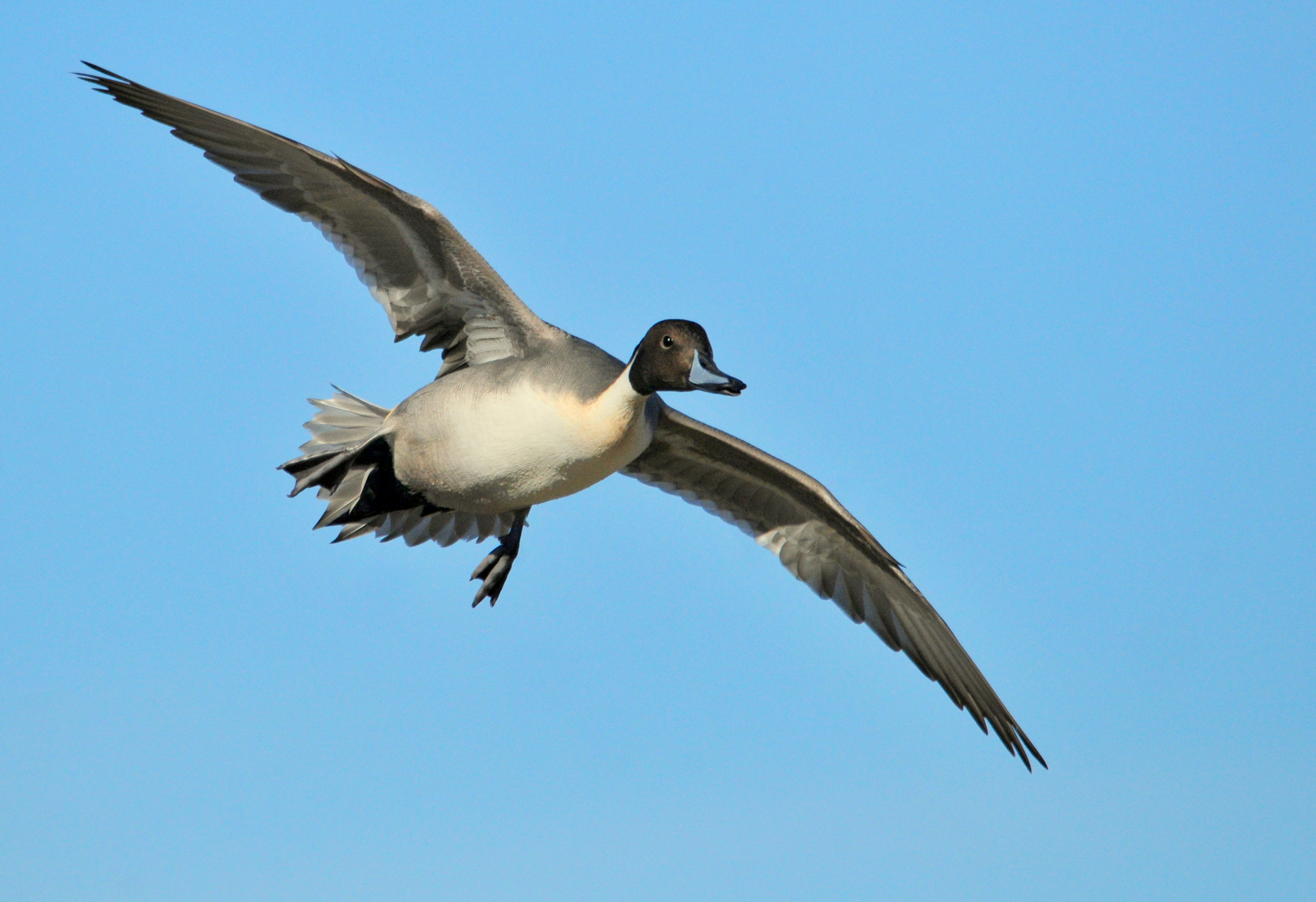 Northern Pintail svg #5, Download drawings