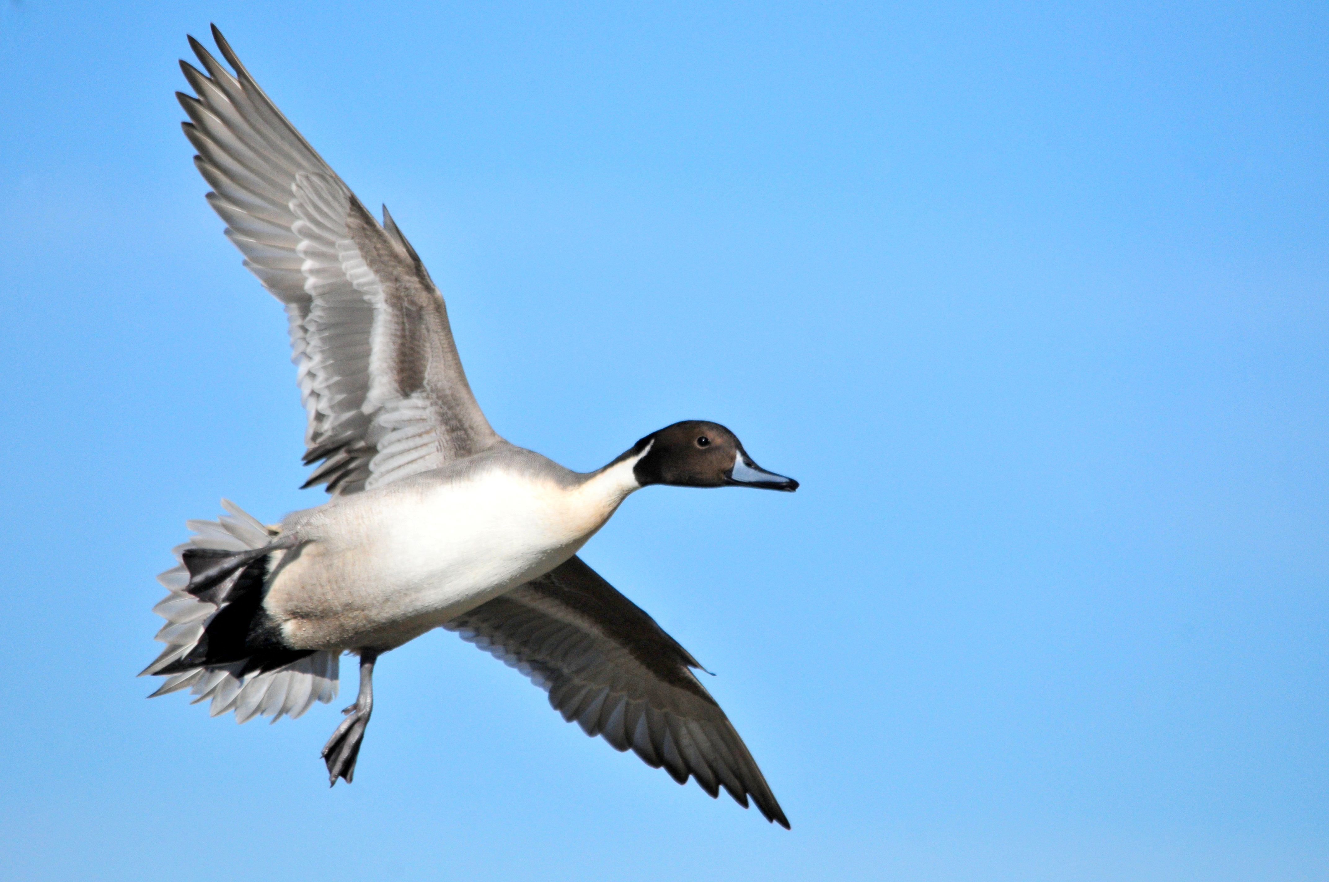 Northern Pintail svg #6, Download drawings