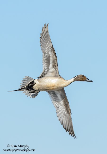 Northern Pintail svg #10, Download drawings