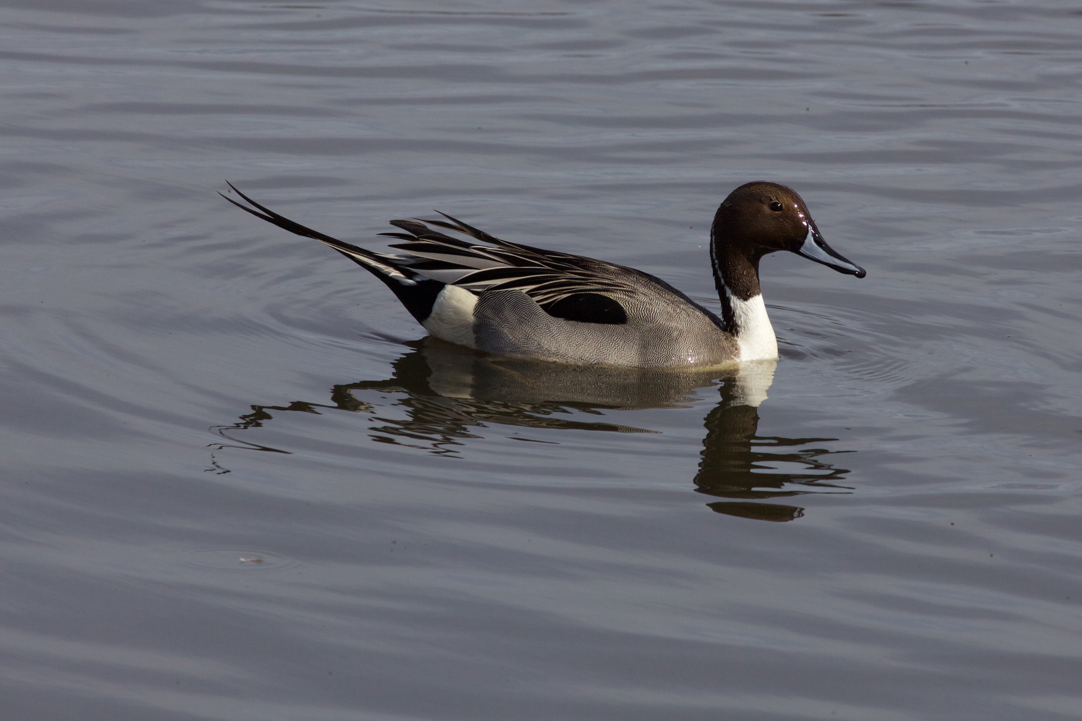 Northern Pintail svg #3, Download drawings