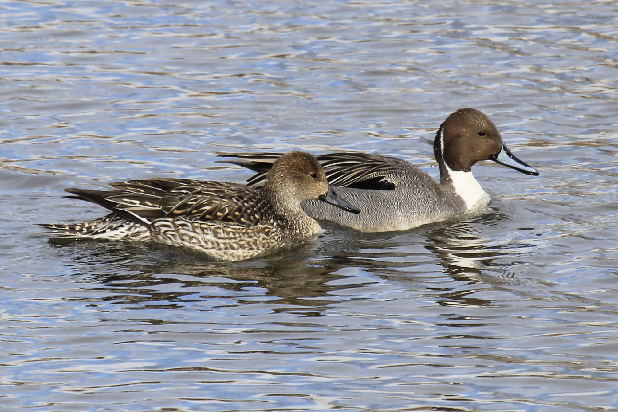 Northern Pintail svg #16, Download drawings