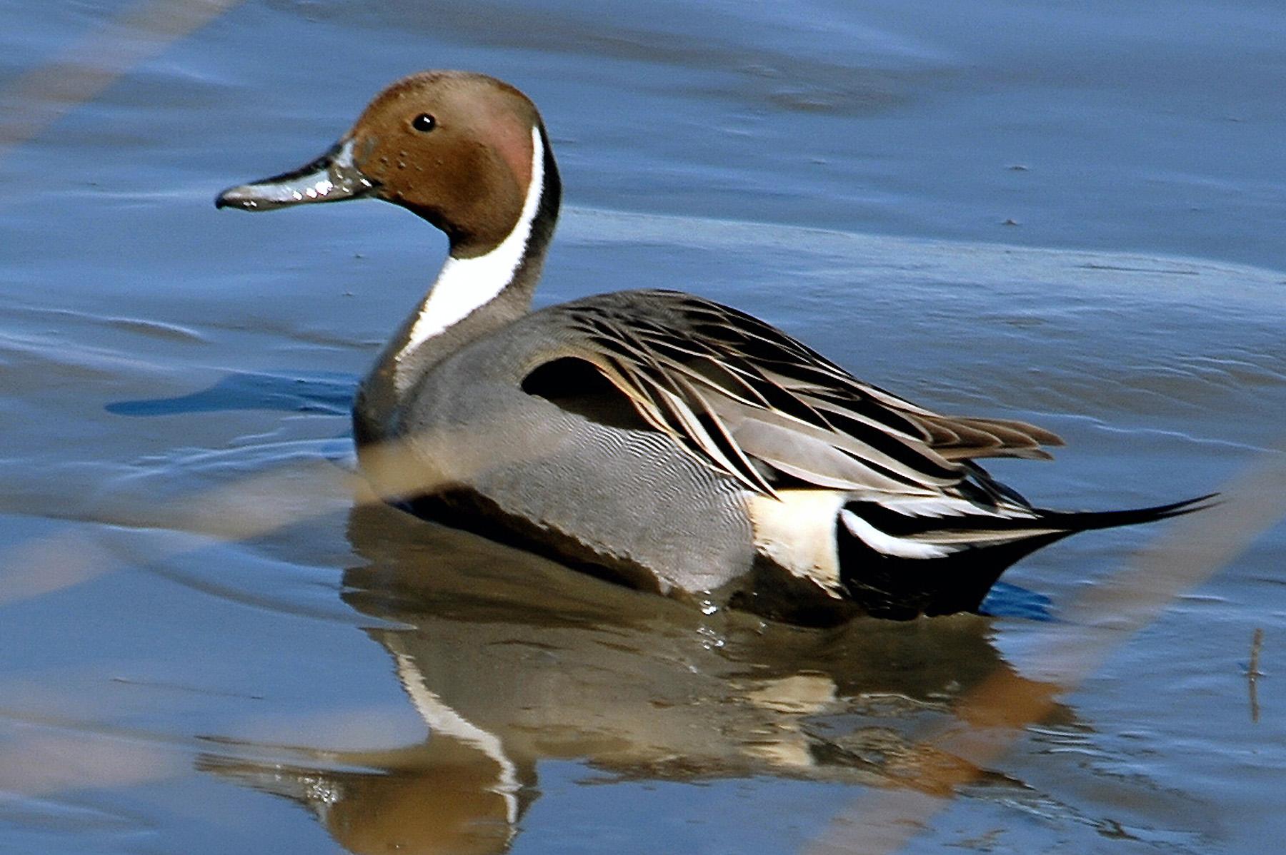 Northern Pintail svg #13, Download drawings