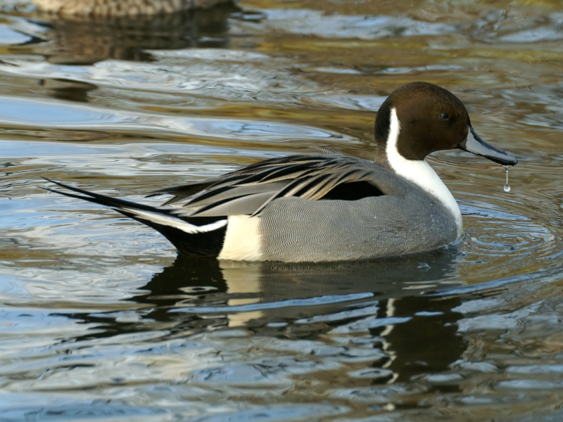 Northern Pintail svg #17, Download drawings