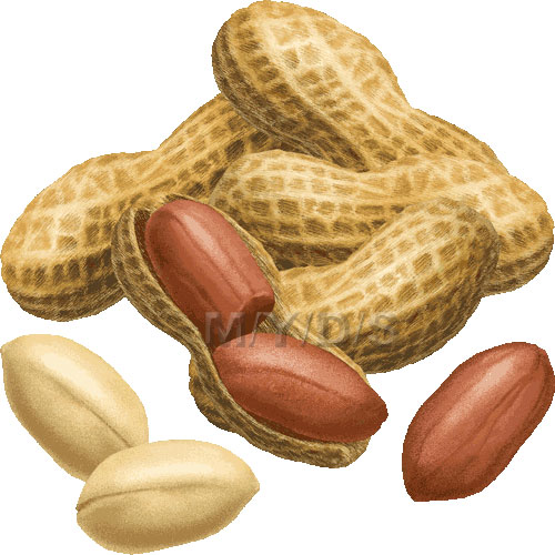 Nut clipart #17, Download drawings