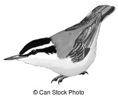 Nuthatch clipart #18, Download drawings