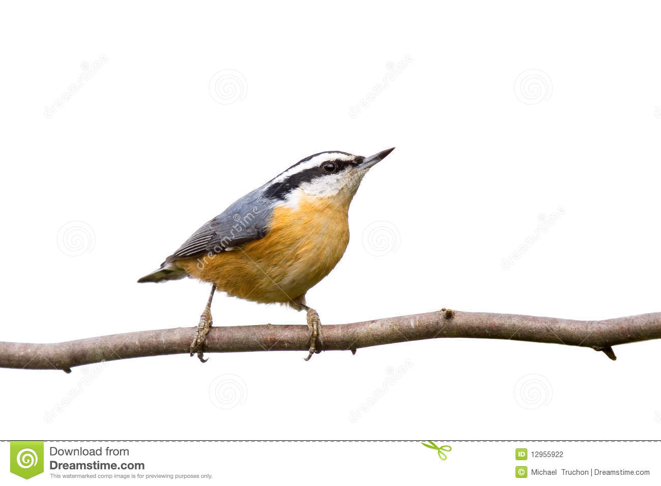 Nuthatch clipart #13, Download drawings