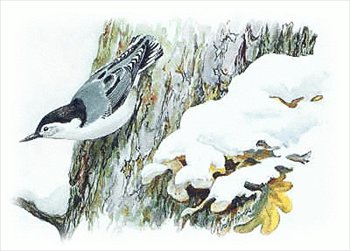 Nuthatch clipart #9, Download drawings