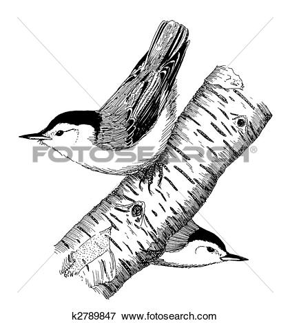 Nuthatch clipart #3, Download drawings