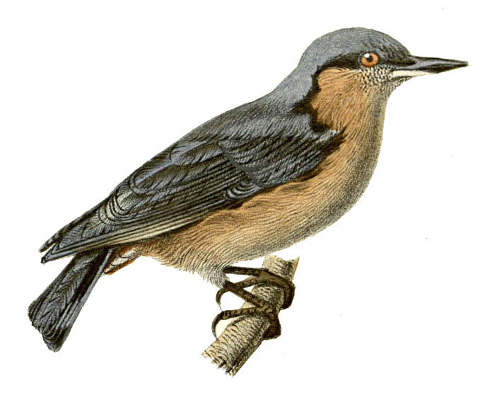 Nuthatch clipart #2, Download drawings