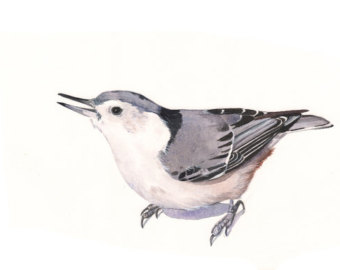Nuthatch clipart #8, Download drawings