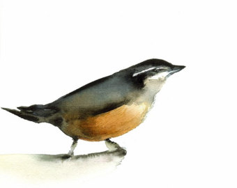 Nuthatch clipart #6, Download drawings