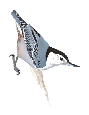 Nuthatch clipart #19, Download drawings