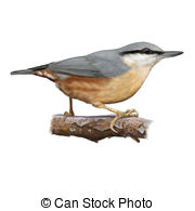 Nuthatch clipart #16, Download drawings