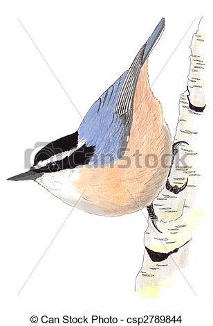 Nuthatch clipart #14, Download drawings