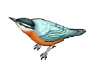 Nuthatch clipart #1, Download drawings