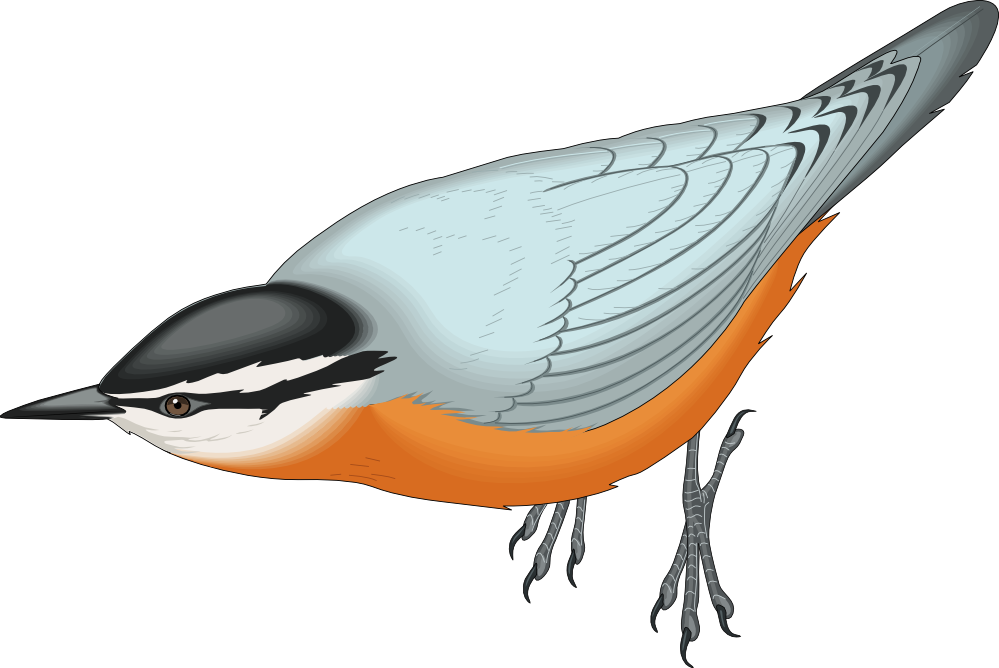 Nuthatch svg #7, Download drawings