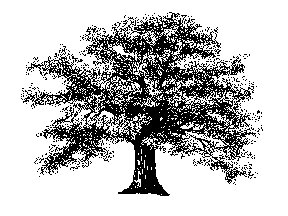Oak clipart #19, Download drawings