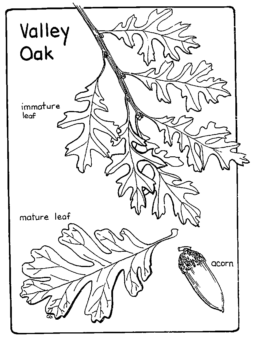 Oak coloring #12, Download drawings