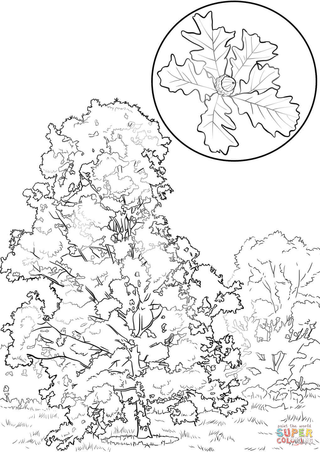 Oak coloring #1, Download drawings