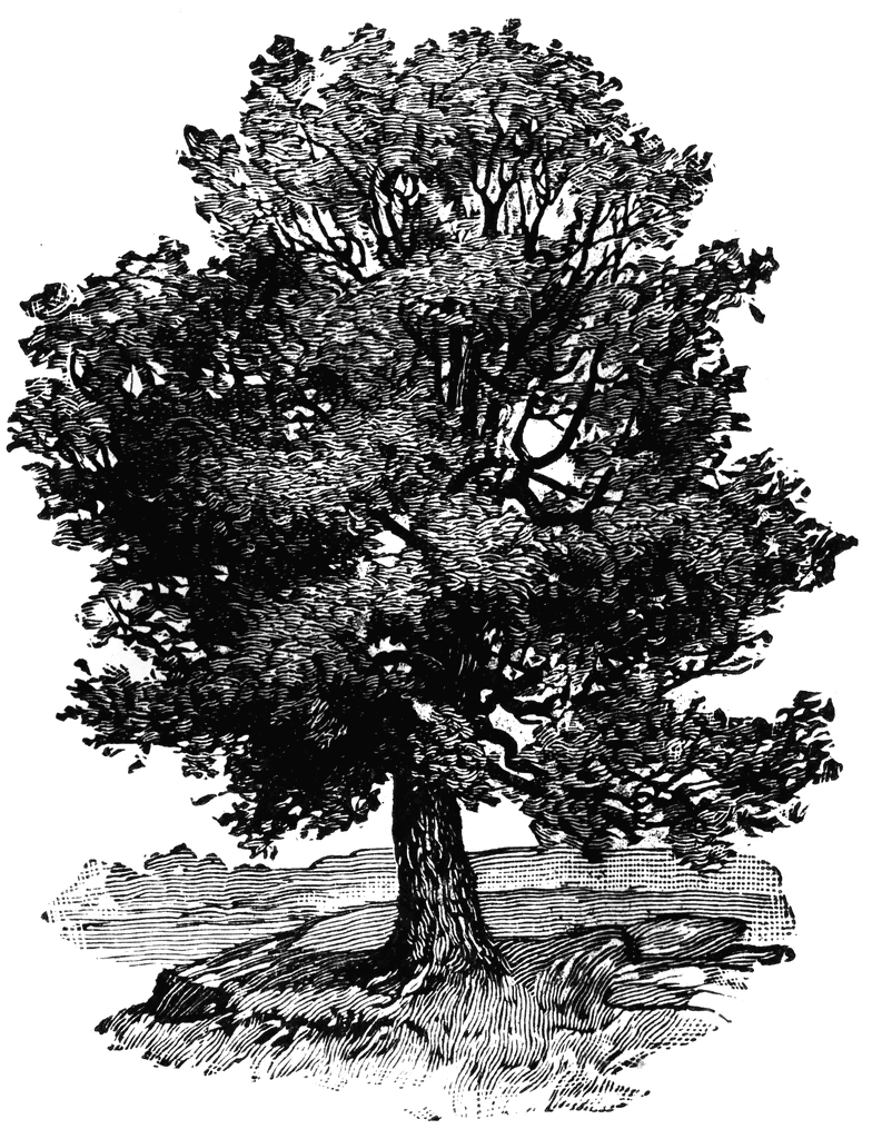 Oak Tree clipart #3, Download drawings