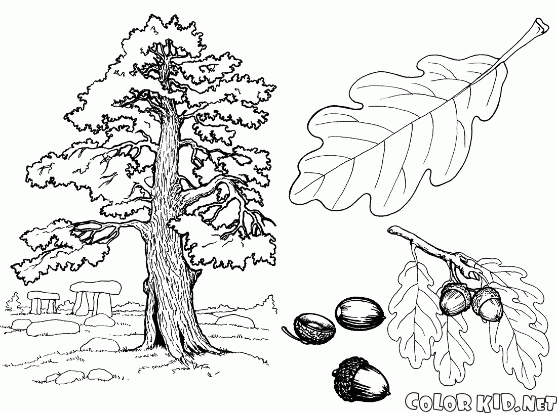 Oak coloring #15, Download drawings
