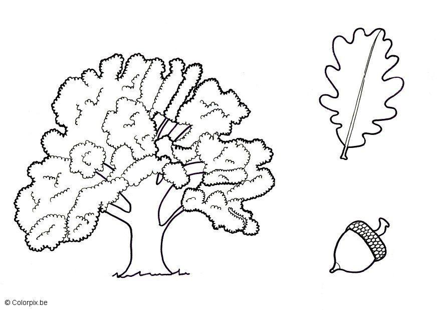 Oak Tree coloring #8, Download drawings