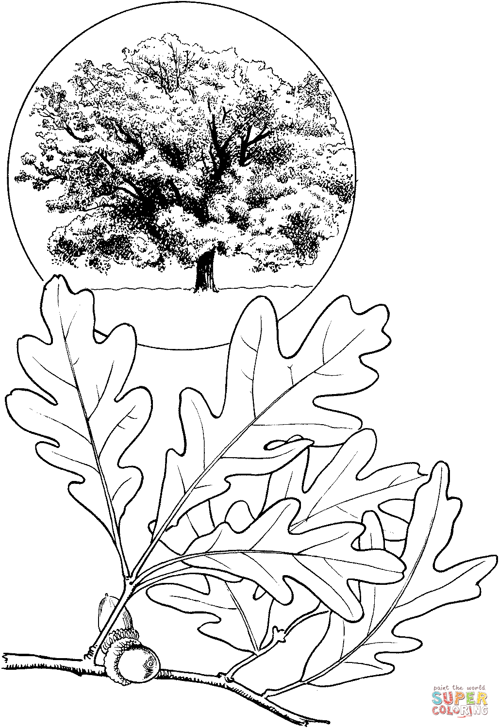 Oak Tree coloring #10, Download drawings