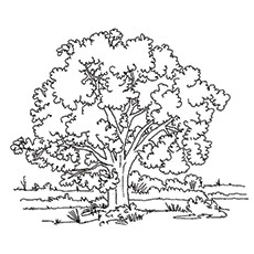 Oak Tree coloring #4, Download drawings