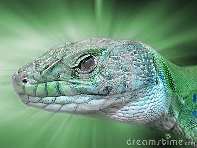 Ocellated Lizard clipart #13, Download drawings
