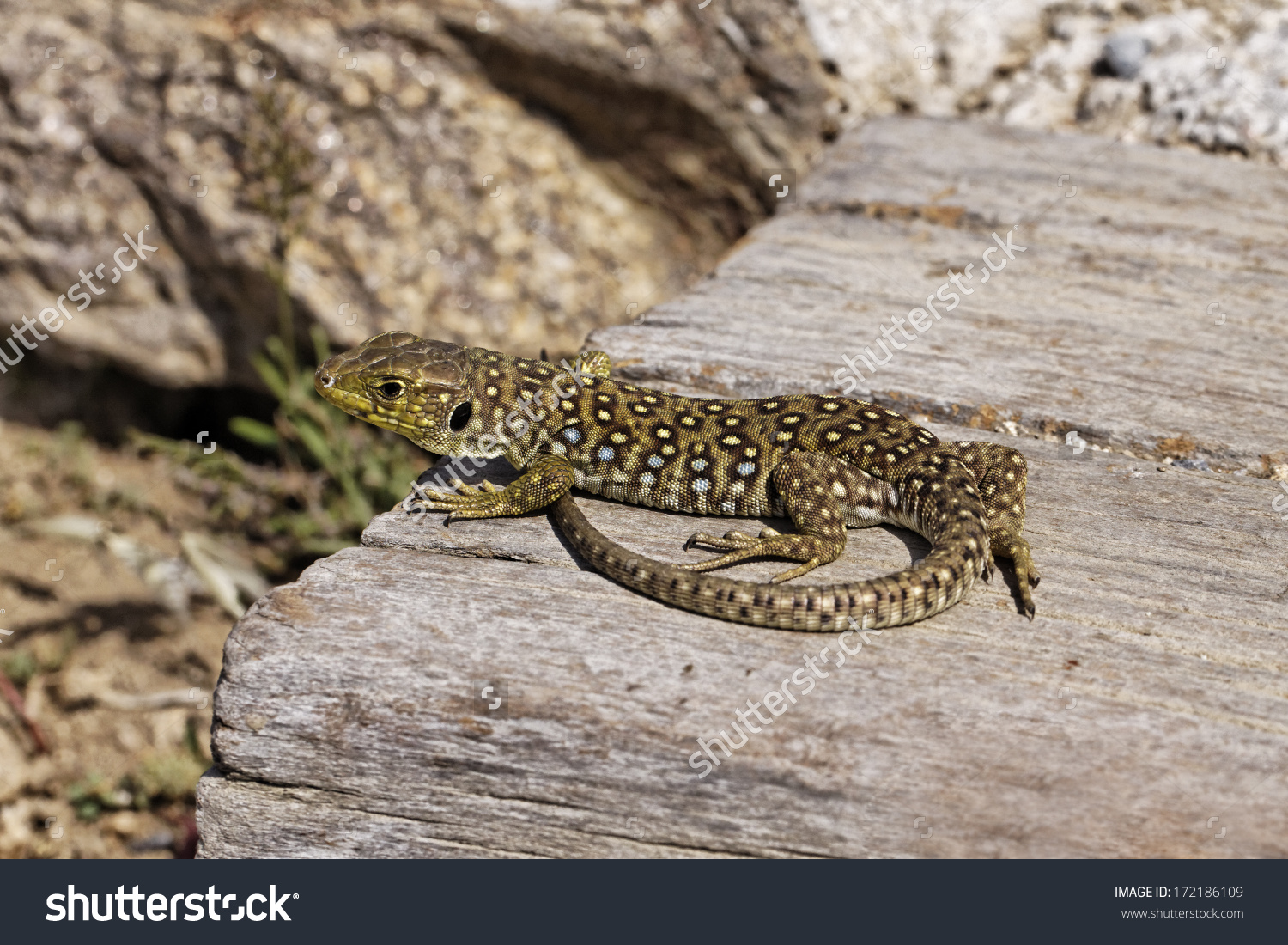 Ocellated Lizard clipart #20, Download drawings