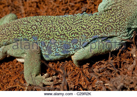 Ocellated Lizard coloring #4, Download drawings