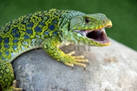 Ocellated Lizard coloring #5, Download drawings