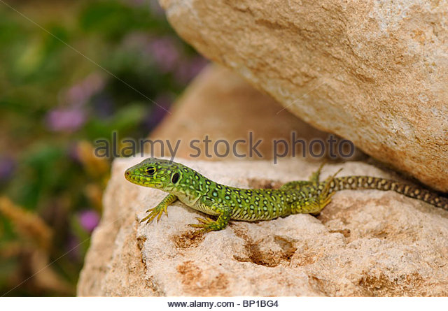 Ocellated Lizard svg #8, Download drawings