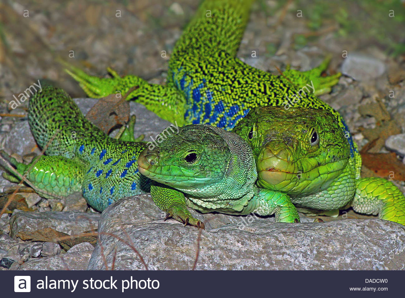Ocellated Lizard svg #9, Download drawings