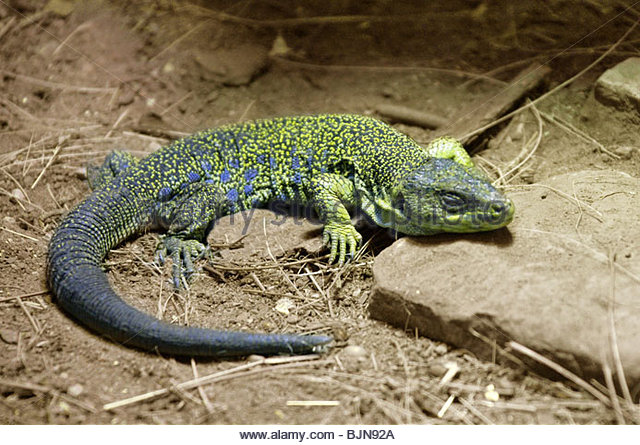 Ocellated Lizard svg #13, Download drawings